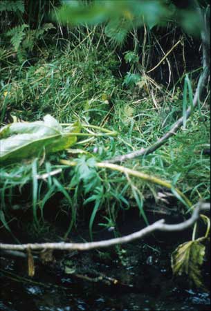 Transect 8 looking at left bank