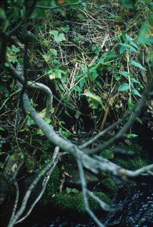 Transect 8 looking at right bank