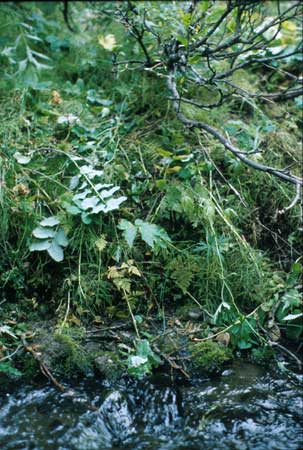 Transect 9 looking at left bank