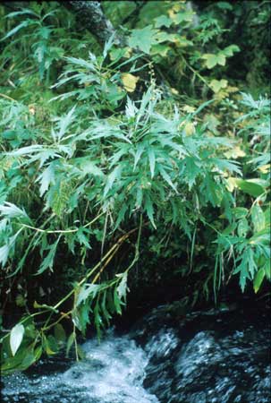 Transect 9 looking at right bank