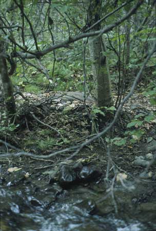 Transect 1 looking at left bank