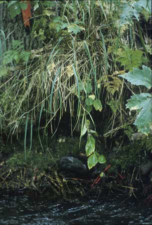 Transect 1 looking at right bank