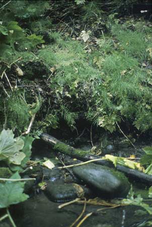 Transect 10 looking at left bank