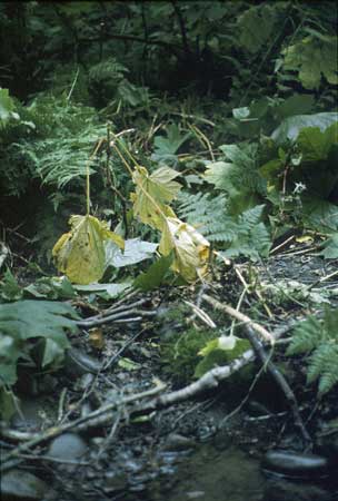 Transect 10 looking at right bank