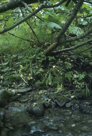 Transect 11 looking at left bank