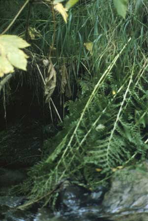 Transect 11 looking at right bank