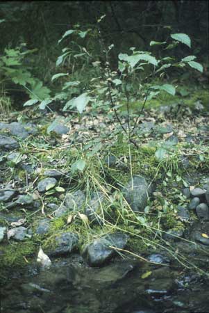 Transect 2 looking at left bank