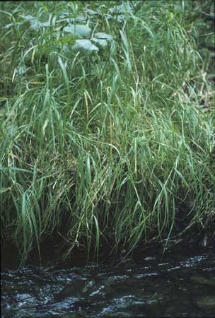 Transect 2 looking at right bank