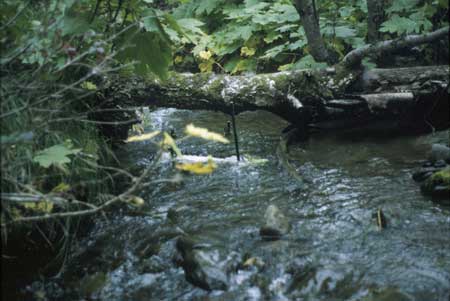 Transect 2 looking upstream