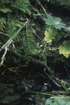 Transect 3 looking at left bank