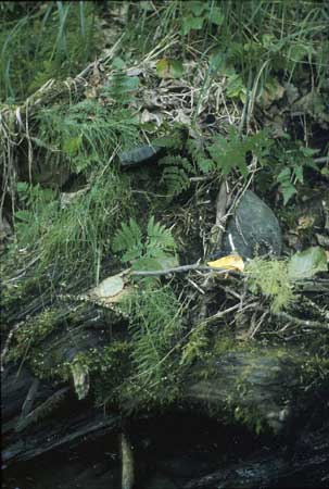 Transect 3 looking at right bank