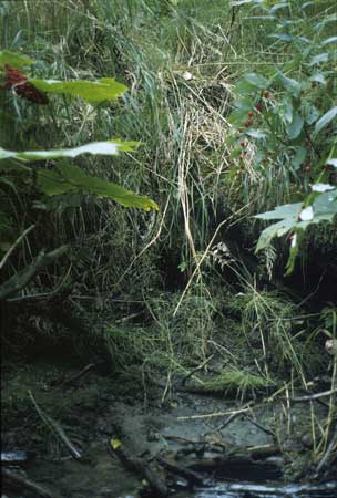 Transect 4 looking at left bank