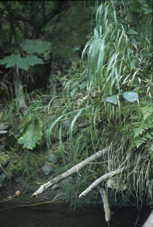 Transect 4 looking at right bank