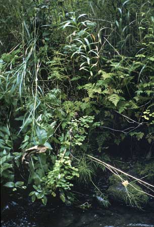Transect 5 looking at left bank