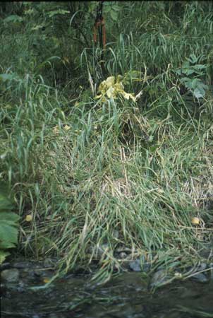 Transect 5 looking at right bank