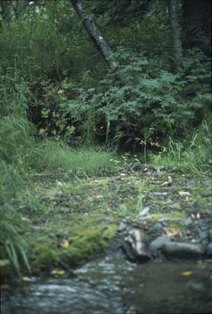 Transect 6 looking at left bank