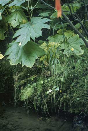 Transect 6 looking at right bank