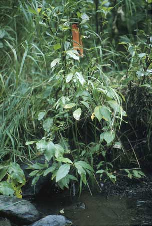 Transect 7 looking at left bank
