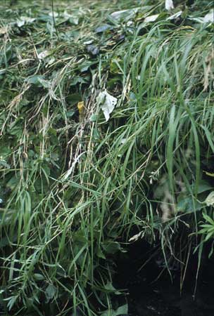 Transect 7 looking at right bank