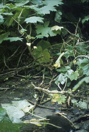 Transect 8 looking at left bank