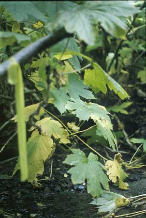 Transect 8 looking at right bank