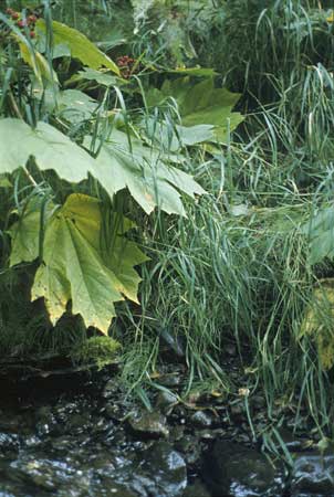 Transect 9 looking at left bank