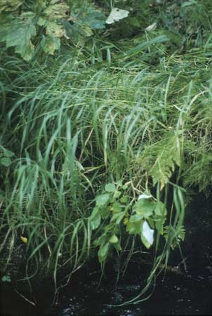 Transect 9 looking at right bank