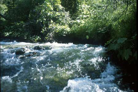 Transect 1 looking upstream