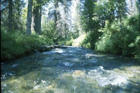 Transect 10 looking downstream