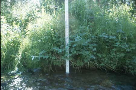Transect 10 looking at left bank