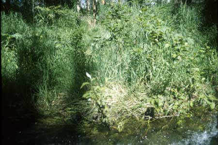 Transect 10 looking at right bank
