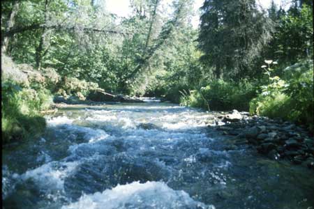 Transect 10 looking upstream