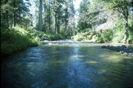Transect 11 looking downstream