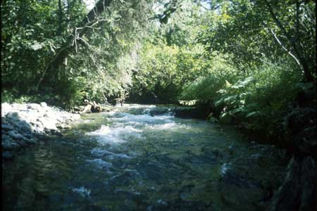 Transect 11 looking upstream