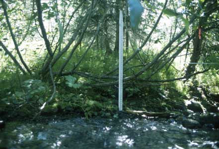 Transect 2 looking at left bank