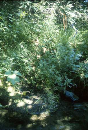 Transect 2 looking at right bank