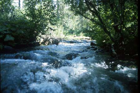Transect 2 looking upstream