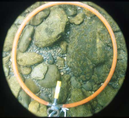 Transect 2, thalweg.