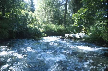 Transect 3 looking downstream