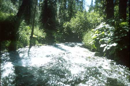 Transect 4 looking downstream