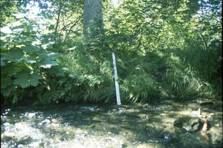 Transect 4 looking at right bank