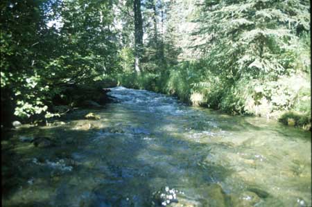 Transect 4 looking upstream