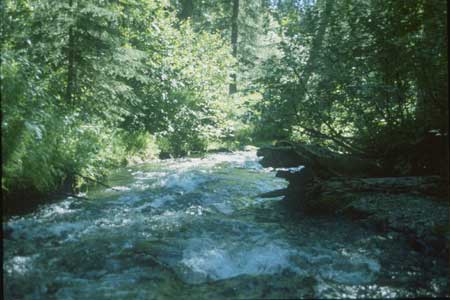 Transect 5 looking downstream