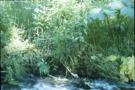 Transect 5 looking at left bank