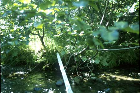 Transect 5 looking at right bank