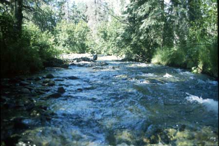 Transect 5 looking upstream