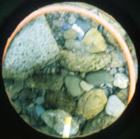 Transect 5, point 1.