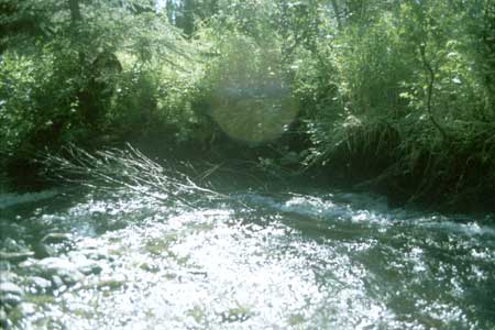 Transect 7 looking downstream