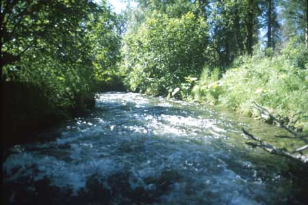 Transect 8 looking downstream