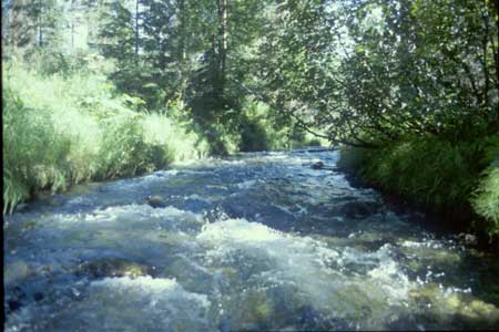 Transect 8 looking upstream